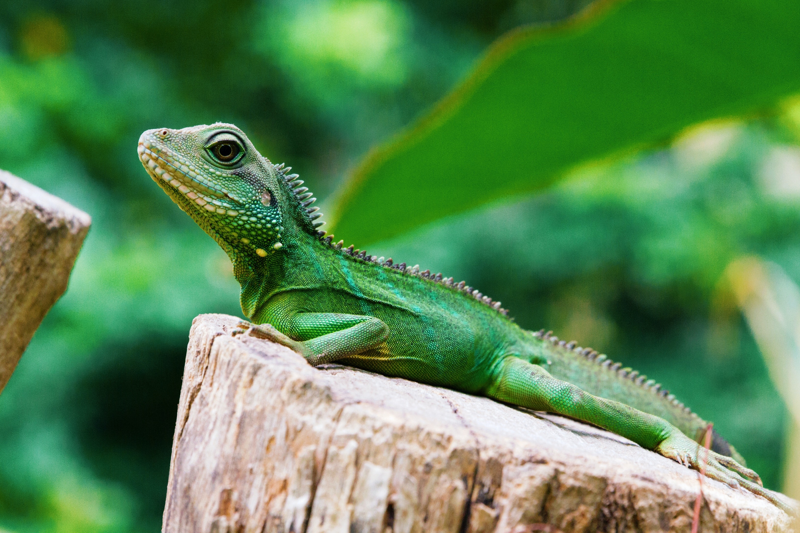 Iguana-verde