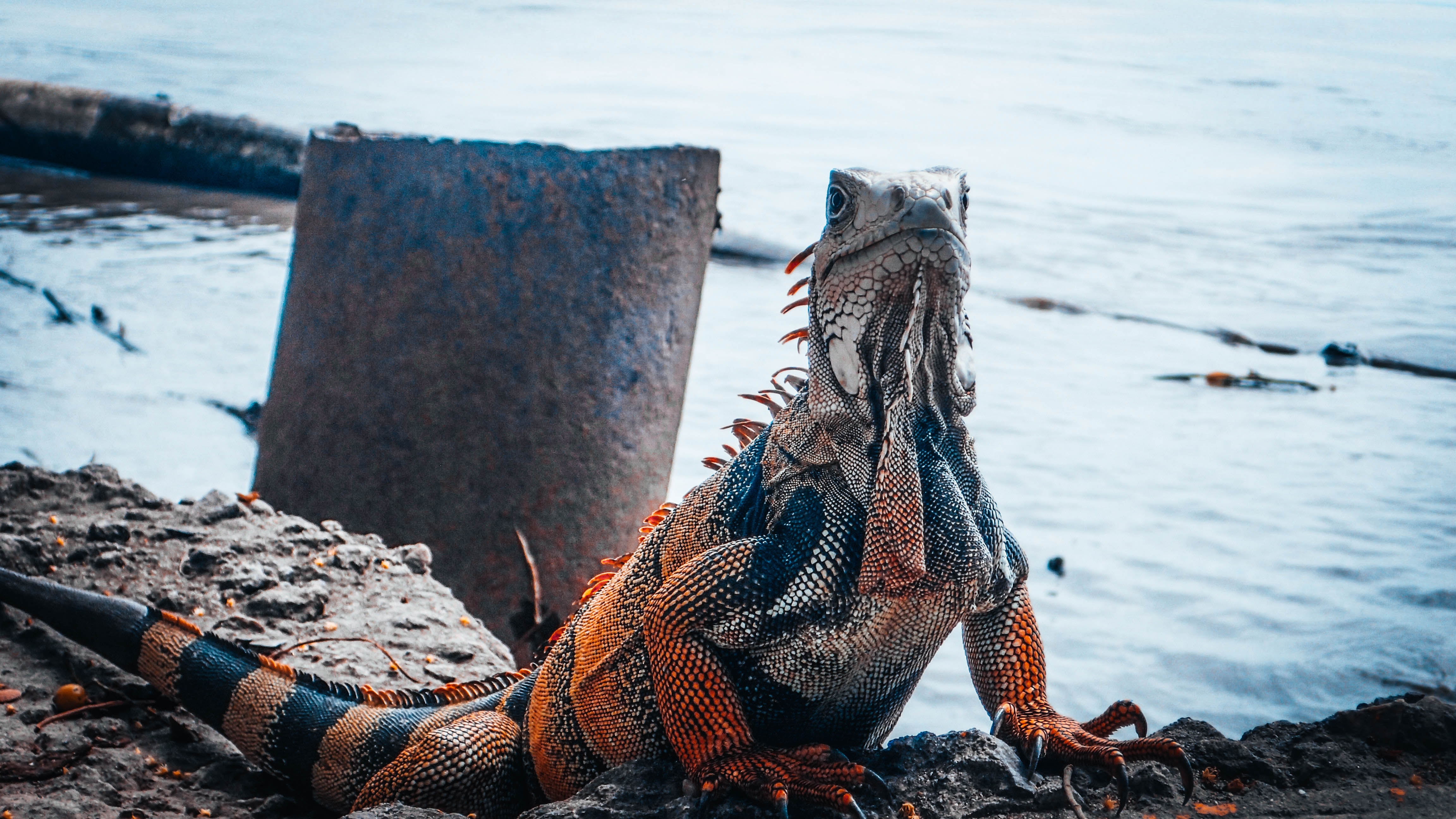iguana naranja con rayas