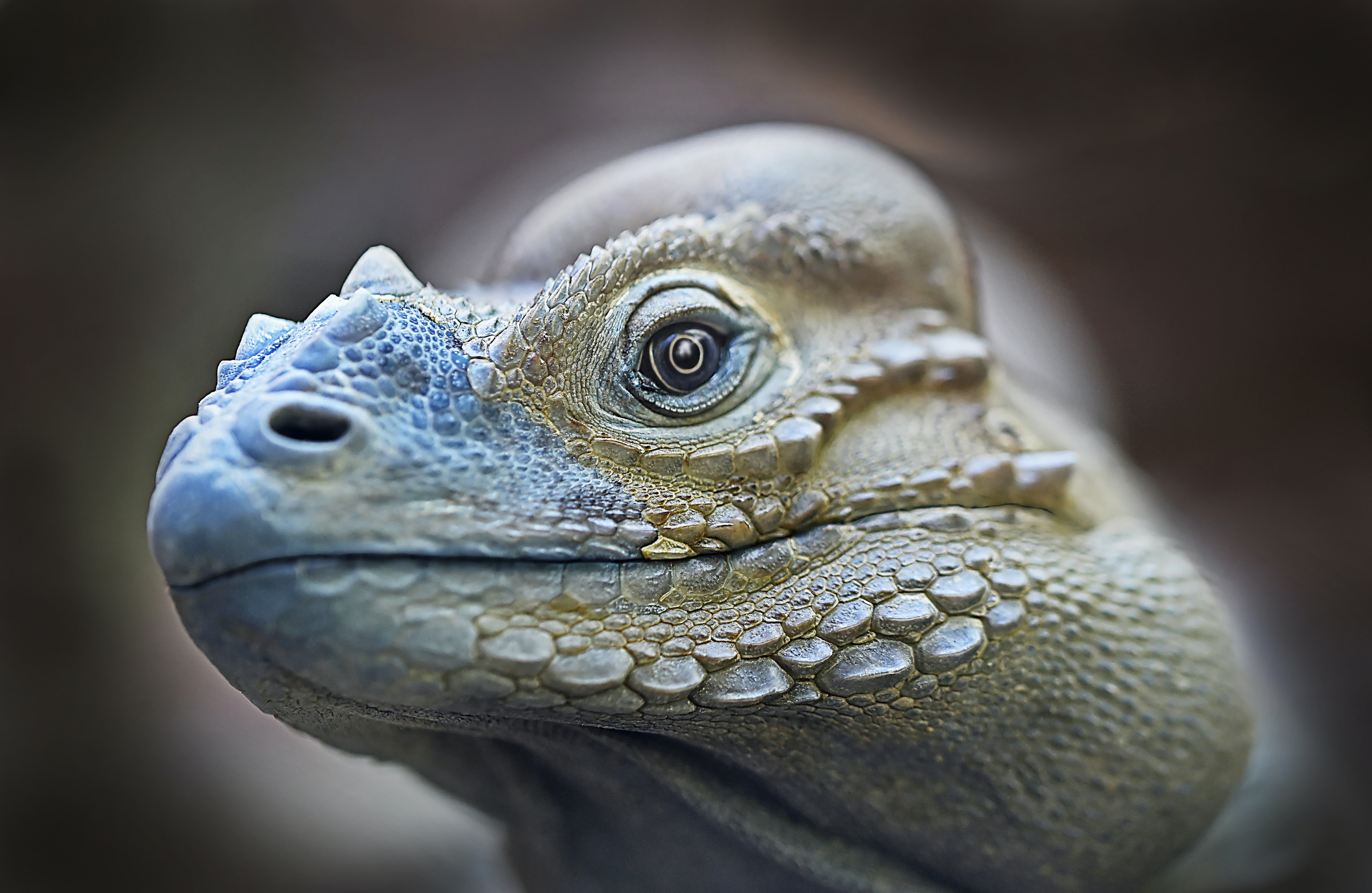 iguana verde con mancha
