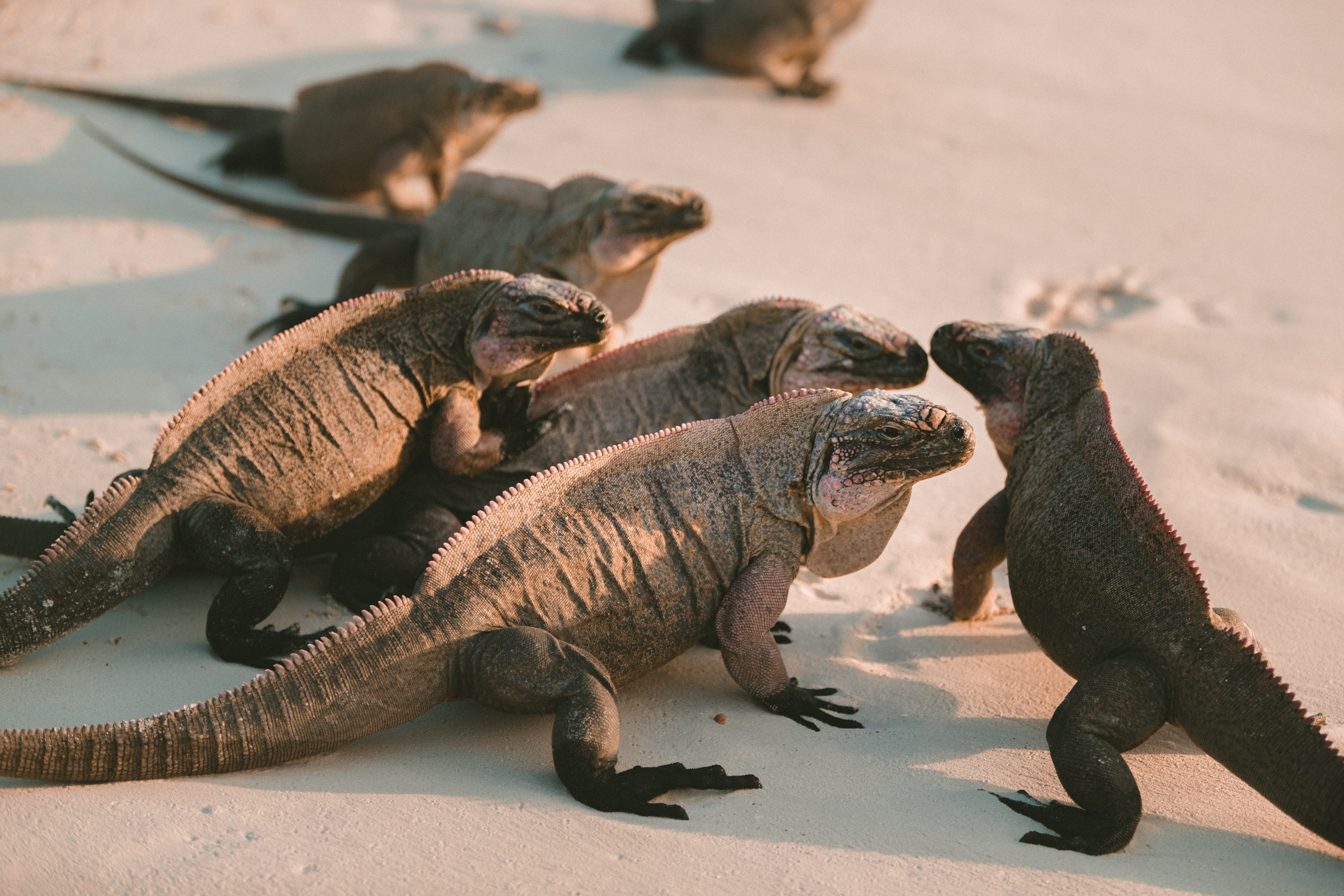 grupo de iguanas